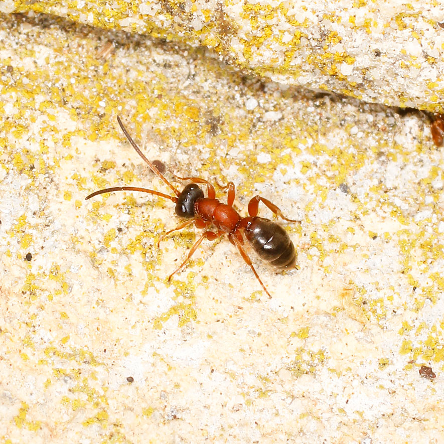 Ichneumonidae attero: Gelis bicolor?